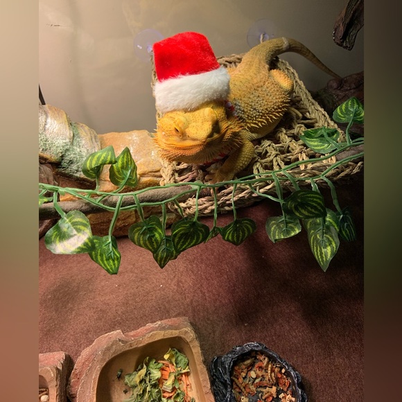 Meet your Posher, Sarah - Picture 4 of 5